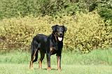 BEAUCERON 963